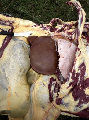 Image of bovine liver on post-mortem